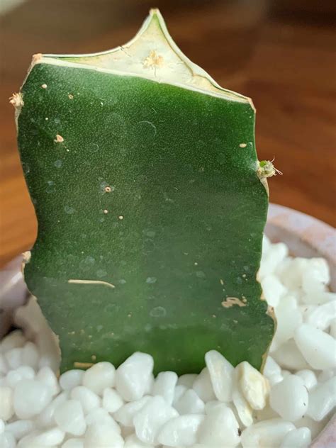 This is why these succulents are referred to as crab claw cactus. the end of the last segment is slightly concave with a point on each side. Why is Your Moon Cactus Dying and Can It Be Saved? - A ...