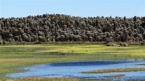 ¡explora lo mejor de guayabetal! Bogota Birding Tours - Birding Colombia - Nature ...