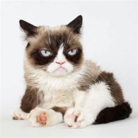 Pin De Mary Dalton En Cool Pics Grumpy Cat Gatitos Lindos Grumpy