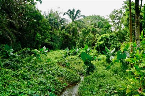 49 windsor park road singapore 574152. A Jungle Walk in the MacRitchie Reservoir and Windsor ...