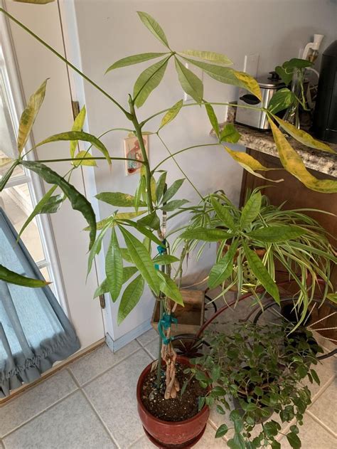 Even if you have good drain soil. Updated picture I need help with why my money trees ...