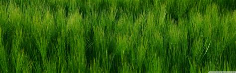 Green Barley Field Ultra Hd Desktop Background Wallpaper For Multi