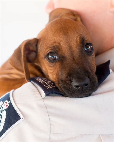 On the street of south orange blossom trail and street number is 1326. Homepage | RSPCA NSW