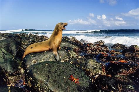 Galapagos Sea Lion Zalophus Wollebaeki Fernandina Galapagos Islands
