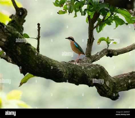 Indian Pitta Pitta Brachyura A Colorful Bird Standing On A Tree