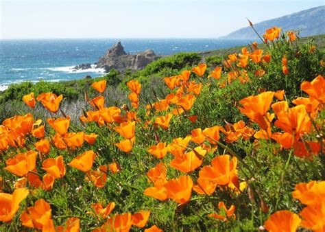 Amazing California Poppy Photography Background