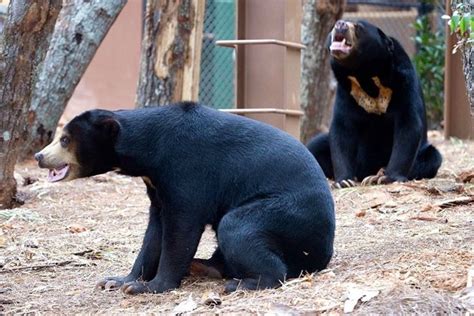 The Malayan Sun Bears Look Like Humans Wearing A Bear Costume Malayan Sun Bear Bear Costume Bear