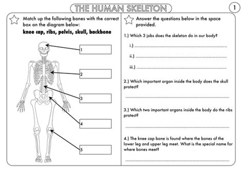 year  animals including humans  skeleton muscles  movement
