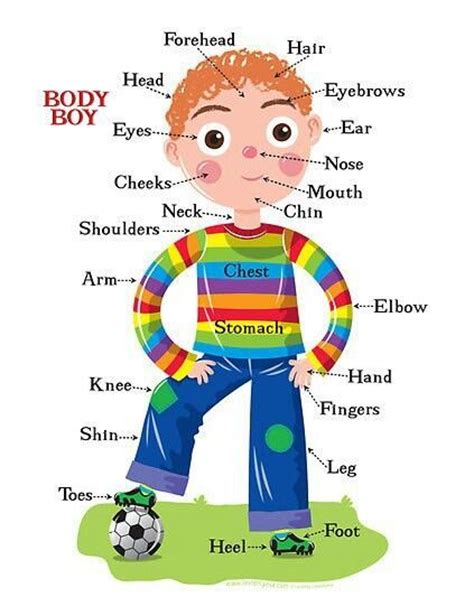 These exercises are designed to be fun and. Body Parts in English - English For Kids - English PDF Docs.