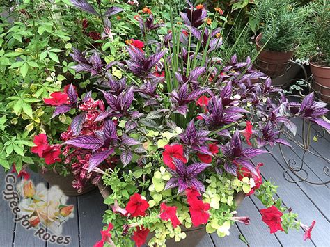 I Love Strobilanthes Dyerianus Aka Persian Shield Persian Shield