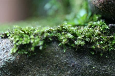 Stone on green background wallpaper wide 9990 free online wallpapers for you pc wallpaper computer gadget mobile phone screensaver and more 1600x900 added on tagged. #green #grey #moss #rock #rocks #stone | Stone wallpaper ...