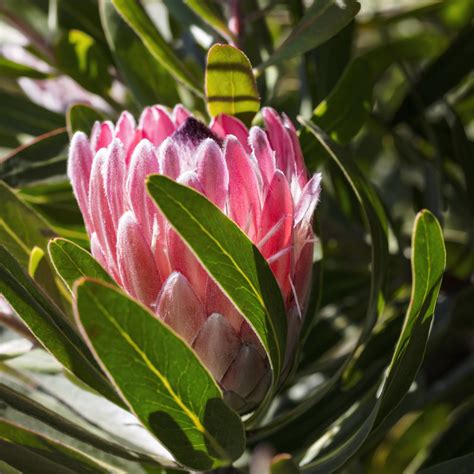Protea Pink Ice 2019 04 01 5d32a2386 Protea Pink Ice B Flickr