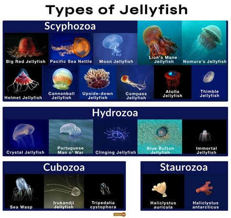 10 Interesting Facts About The Jellyfish Aquapparel