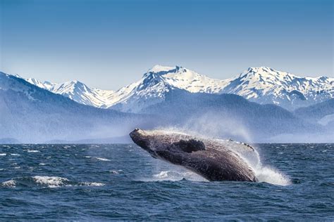 Best Whale Watching Spots In The United States
