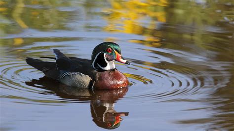 Wetlands Royalty Meet The Wood Duck Michigans Regal Looking Waterfowl