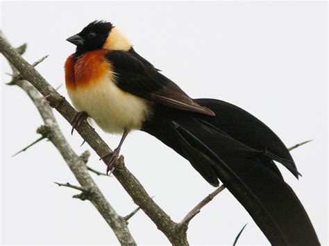 The map shows the continent of africa with countries, international borders, national capitals, and major cities. Eastern Paradise-Whydah - Kruger National Park, South Afri… | Flickr