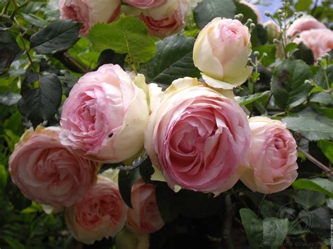 Full Blown Rose Pierre De Ronsard Beautiful Roses Colorful Roses