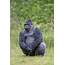 Grumpy Gorilla Gives Onlookers The Middle Finger While Sat In Park 