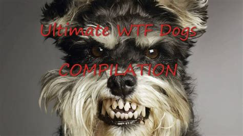 Ultimate Angry Dogs Compilation 2016 💛 Youtube