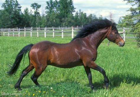connemara pony horse illustrated
