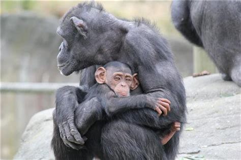 Baby Chimp And Mother Hugging Glossy Poster Picture Photo Etsy