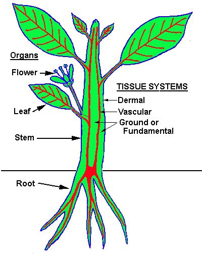 At the end, you should be able to briefly explain the major differences between xylem and phloem, understand what they do, and describe how they can be used to identify different kinds of. docs\lectsupl\Anatomy\Anatomy