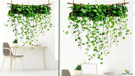 Money Plants Decoration And Hanging Money Plants For Your Homegreen