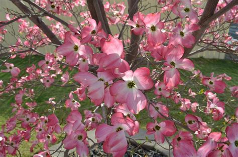 Flowering Dogwood A Must Have For Your Garden Blog Embassy