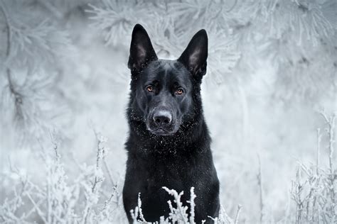 Download Winter Stare Muzzle Dog Animal German Shepherd Hd Wallpaper