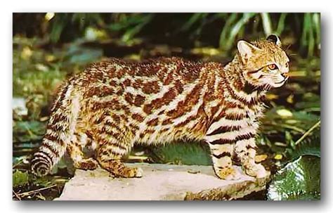 Pin On Wild Cats Of The World Great And Small