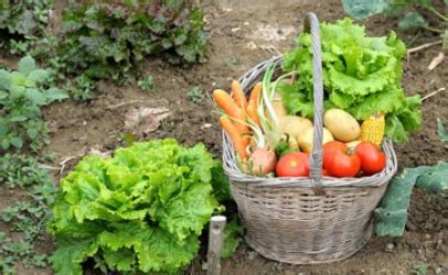 A helping hand during hard times means you can keep your pet as a loving member of your family. Planting for the local food bank? Take care to do it right ...