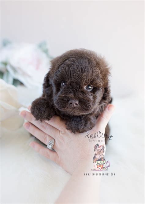Shih Tzu Poodle Mix By Teacup Puppies 135 Teacup Puppies And Boutique
