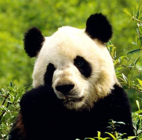 Zivaprirodaestrankycz OhroŽenÉ Druhy Panda VelkÁ