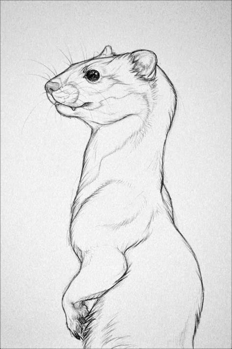 A Weasel By Nikkiburr On Deviantart Animal Drawings Sketches Animal