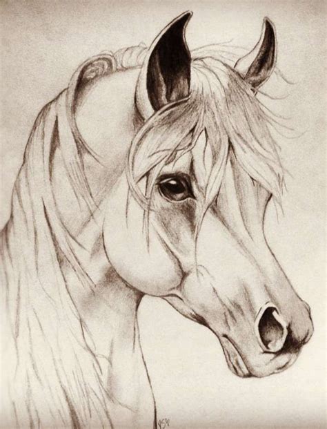 16 Cool Horse Drawings Horse Head Drawing Horse