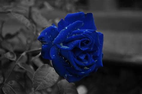 47 Dark Blue Roses Wallpaper
