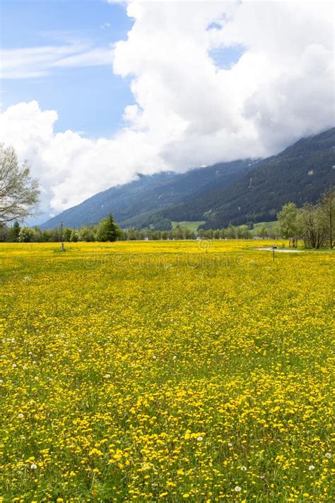 Field Of Spring Dandelions Stock Photo Image Of Alps 108392222