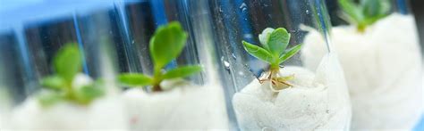 Masters Plant Biotechnology Wur