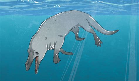 Four Legged Whale Fossil Found Twinkl Newsroom
