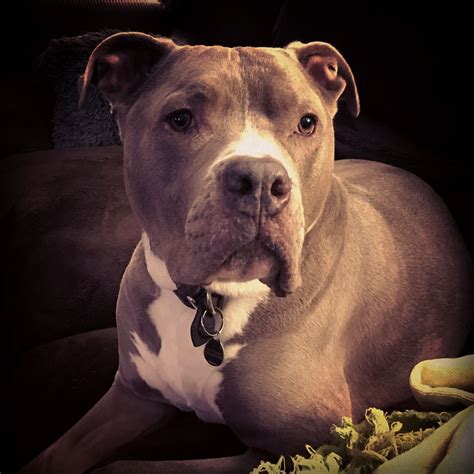 To the list of animals. Tyson 💙 | Dogs, Cute puppies, Pitties