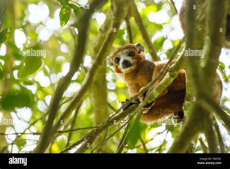 Crowned Lemur Ankarana National Park Madagascar Stock Photo Alamy