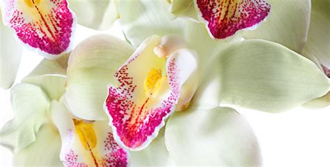 7 Interesting Facts About Colombian Orchids Colombia Country Brand