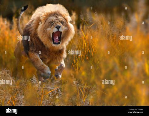 Lion Panthera Leo Roaring Male Lion Attacking Front View Africa