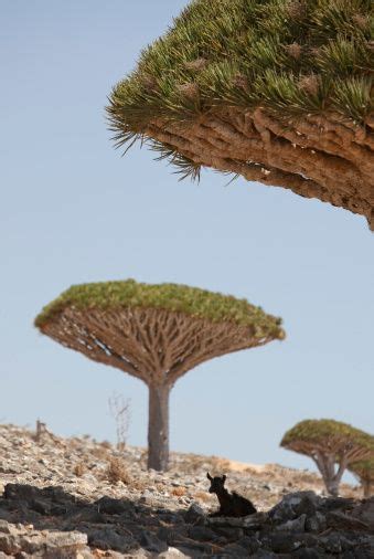 Dixsam Socotra Yemen Socotra Arabian Peninsula Arabian Sea Largest