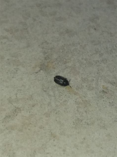 We did not find results for: Identifying Small Black Bugs? | ThriftyFun