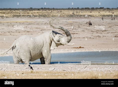 African Elephant Bull Loxodonat Africana Mud Bath At A Watering Hole