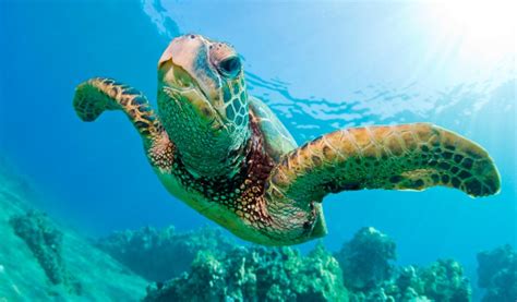 Día Mundial De Las Tortugas Marinas 2017 Complejo Para Tratamiento De