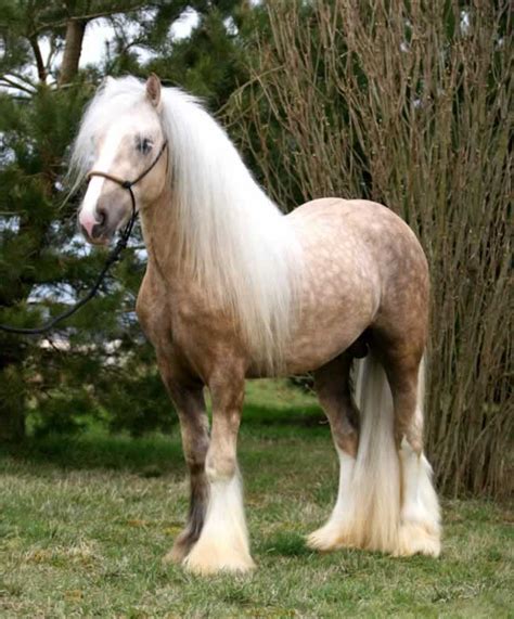 I decided i'd switch over to gypsy vanners instead. Gypsy Cash | Gypsy Vanner Colt for Sale | Palomino