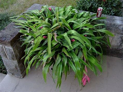 I always love the season of queen anne's lace. PlantFiles Pictures: Billbergia Bromeliad, Queen's-Tears ...