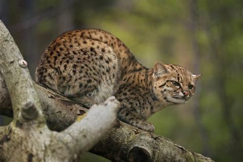 20 Especies De Felinos Salvajes Y Dónde Encontrarlos Con Imágenes